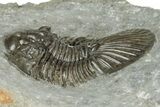 Detailed Scabriscutellum Trilobite - Morocco #359139-2